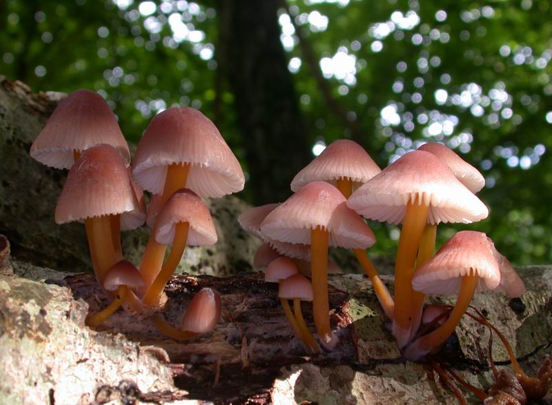 Escursione autunnale in Corsica - 3